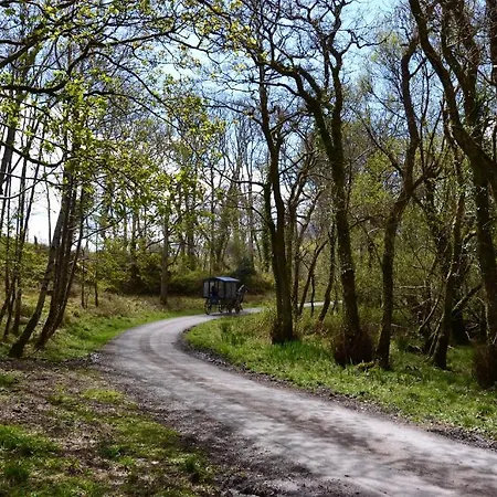 International * Killarney