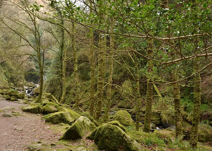 International Killarney