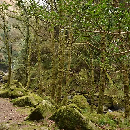 International كيلارني